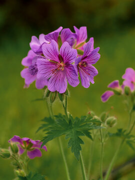 Geranium x magnificum, a perennial with violet-blue flowers with darker veins and hairy stems, in its natural environment, in full bloom, close-up