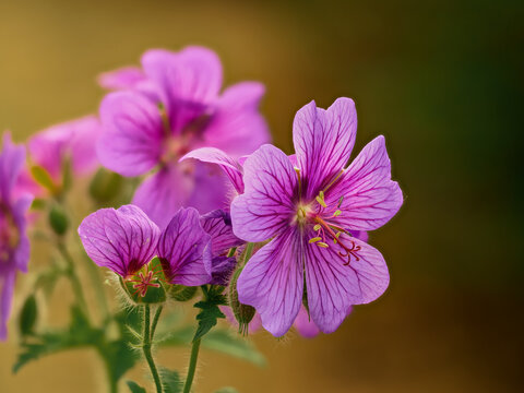 Geranium x magnificum, a perennial with violet-blue flowers with darker veins and hairy stems, in its natural environment, in full bloom, close-up