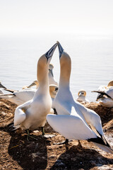 Balzendes Basstölpel-Paar in der Brutkolonie auf Helgoland. © Georg
