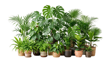 Fototapeta premium Tropical indoor houseplant collection on white background, lush green monstera and palm plants in ceramic pots, urban jungle interior decor set