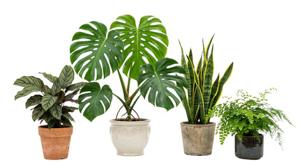 Fototapeta premium Tropical indoor houseplant collection on white background, monstera deliciosa and snake plant in ceramic pots, lush green potted plants for home decor