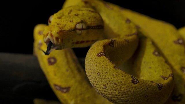 Yellow green tree python close up with tongue out, exotic tropical snake coiled on branch, details reptile portrait, dangerous wildlife, predator in wild nature background, jungle animal. Woods Forest