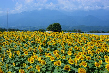 Fototapeta premium 山梨県 北杜市の明野サンフラワーフェス～ひまわり畑