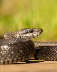 Obraz premium macro portrait of Aesculapian snake