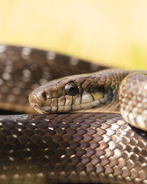 macro portrait of Aesculapian snake