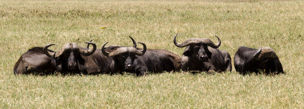 Buffle d'Afrique,