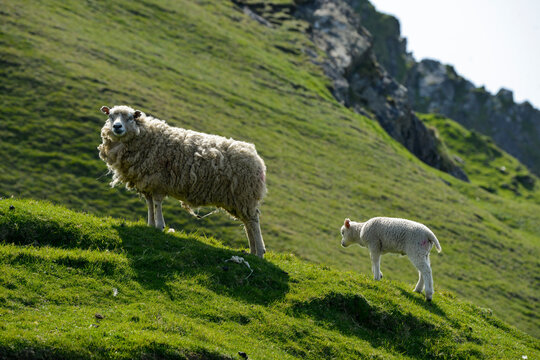 Mouton des Shetland