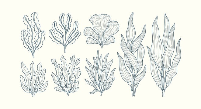 Vintage hand drawn seaweed and kelp botanical illustrations set. Aquatic marine flora vector art.