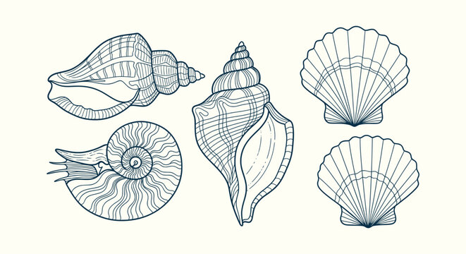 Vintage hand drawn sea shells collection with conch and scallop sketches for marine themed design.