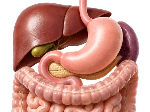 Human Stomach Anatomy Close Up with Surrounding Digestive Organs, Realistic Medical Illustration on White Background