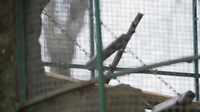 A monkey carefully walks along a wooden branch inside a zoo enclosure