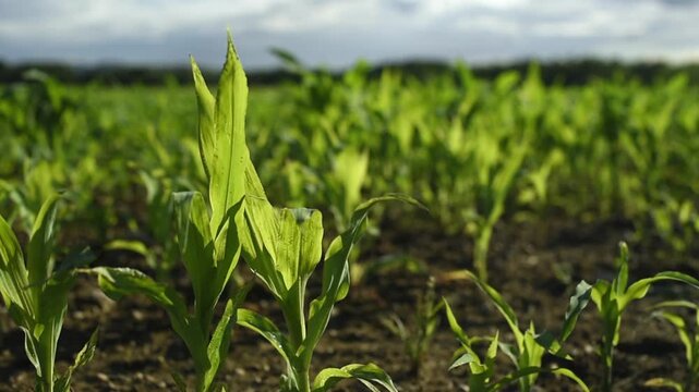Young green Zea mays sprouts shake in strong wind in an agricultural field. The shoots grow from soil under a cloudy sky during the daytime.