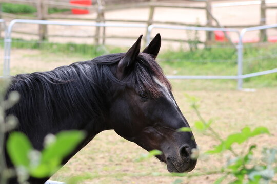 Close up of a horse in a paddock. Taken in Tunbridge Wells, Kent