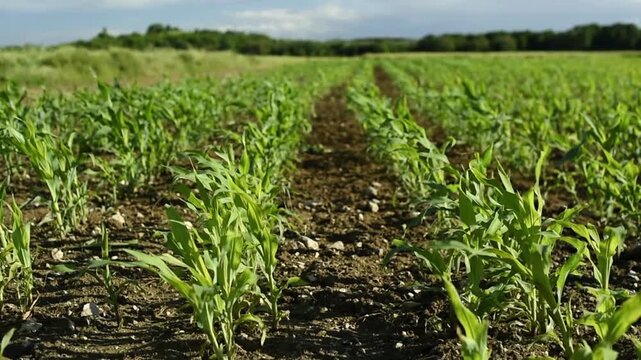 Young green corn stalks sway in a field during a strong summer wind. The agricultural rows extend into the distance under the sky in the Paris region.