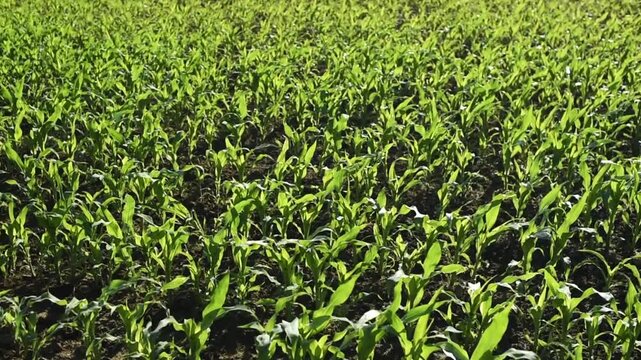 Young green Zea mays plants shake in a strong summer wind. The wide agricultural field shows corn sprouts growing in rows from dry brown soil during a bright day.
