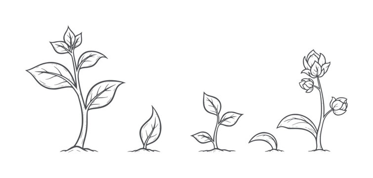 Hand drawn plant growth stages from seedling to flowering plant sprout leaf