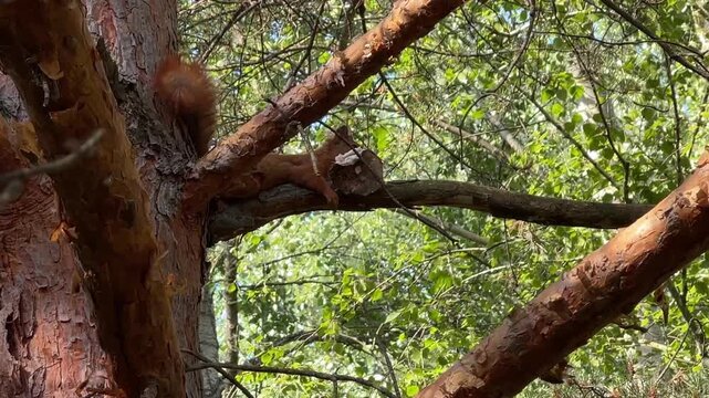 Red squirrel perched on pine tree branch with nesting material