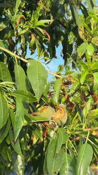 Unripe Almond Fruit Bitten by Bird or Squirrel on Tree Branch with Damaged Leaves Outdoors