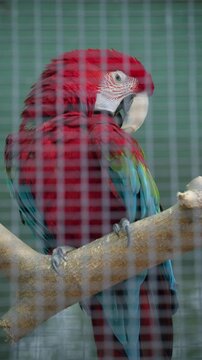 Close up of a vibrant red macaw parrot perched inside an aviary