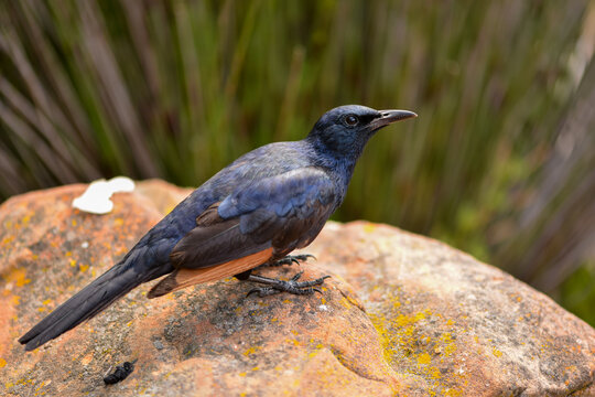 Onychognathus morio