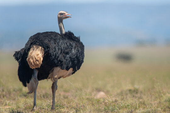 Struthio camelus