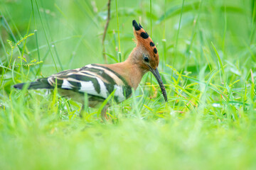 Upupa africana © tomjunek.com