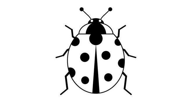Black ladybug isolated on white background