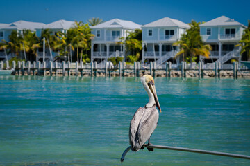 pelican on the pier Florida Keys