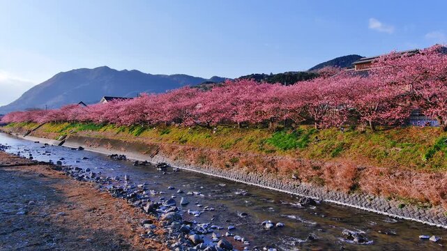 河津桜の空撮