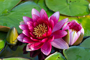 Lilia wodna. Water lily. © tom