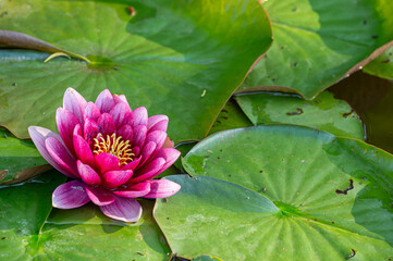 Lilia wodna. Water lily. © tom