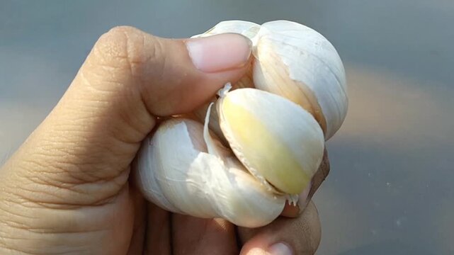 Fresh organic garlic bulbs on a rustic wooden table background