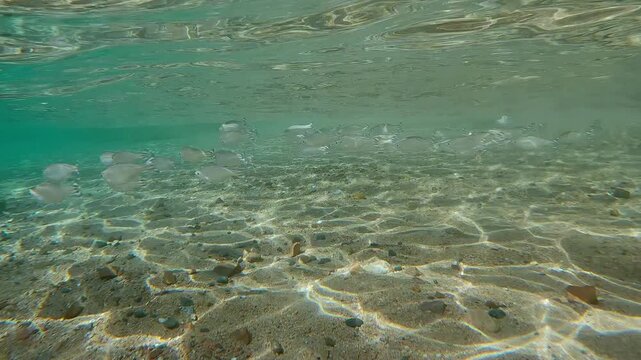 Shoal of Flagtail fish swimming in surf zone above sandy-stoned bottom and blending into environment. Striped flagfish or Five-stripped Flagfish (Kuhlia mugil) swims in shallow water