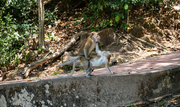 Two long-tailed macaques monkeys interacting on a concrete road