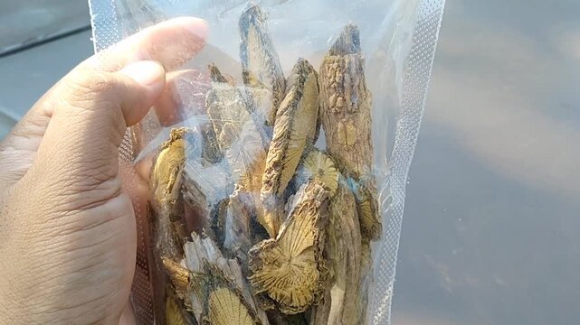 Dried Fibraurea tinctoria bajakah kuning roots for traditional herbal medicine