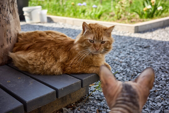 Curious encounters between a fluffy orange cat and a watchful companion in a sunny backyard