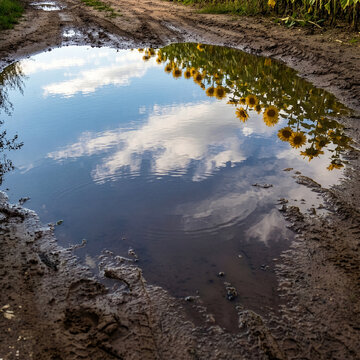 Sunflower ひまわり 298 Blue Sky and Sunflowers Reflected in a Large Puddle on a Muddy Dirt Road in Summer（夏のぬかるんだ未舗装路の大きな水たまりに映る青空とひまわり）