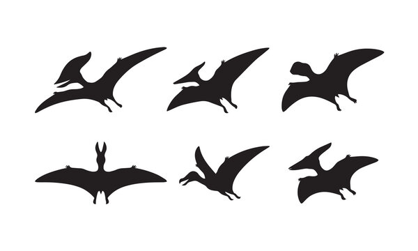 Detailed silhouettes of pterosaurs in flight poses for educational and creative projects.