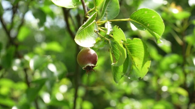 Small unripe pear growing on a tree branch in spring, Close-up of a young unripe green pear with a reddish blush hanging on a branch with lush leaves