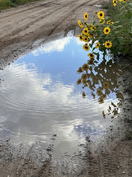Sunflower ひまわり 301 Blue Sky and Sunflowers Reflected with Ripples in a Large Puddle on a Dirt Road（未舗装路の大きな水たまりに波紋とともに映る青空とひまわり）