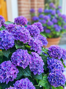 Purple hydrangea flowers bush blooming in The Hague Netherlands