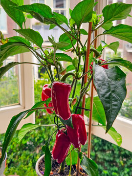 Red sweet pepper growing in pot on balcony close up