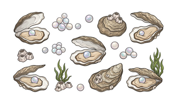 Collection of Oysters with pearls inside shells.
