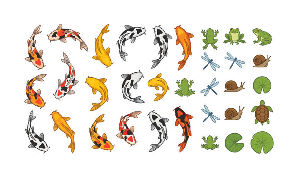 Collection of Colorful koi fish and turtles swimming.