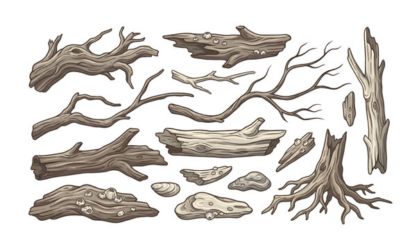 Collection of Driftwood pieces on white background.