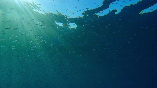 Multitude of Silversides Atherina swims in blue sea shining in sunlight. School of small fish swim in sunburst. Atherina`s gleaming in sunshine. Many little fish luminous in sunbeams