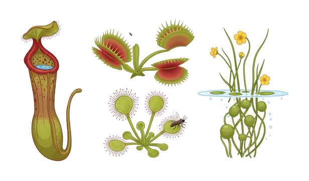Collection of Carnivorous pitcher plants with insect.
