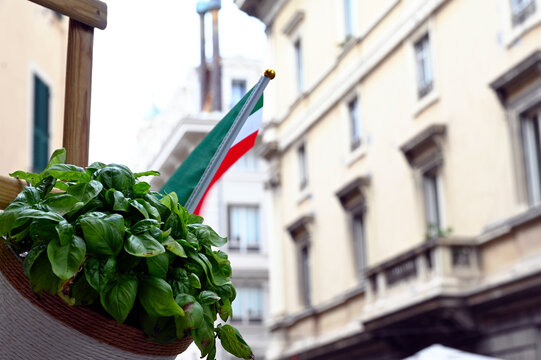fun image of green Basil bunch in pot hung from rack. decorative feature in old historic tourist street. Residential building beyond. in Latin Ocimum basilicum. also called great basil