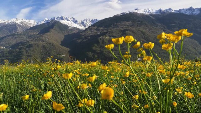 Yellow Alpine Wildflowers with Snowy Mountain View