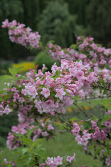 Obraz premium pink flowers in the garden